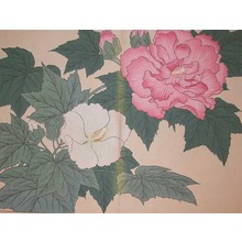 Sakai Hoitsu: Pink and White Cotton Roses - Ronin Gallery