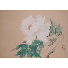 Daigo: Peony - Ronin Gallery