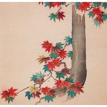 Unknown: Maple Tree - Ronin Gallery