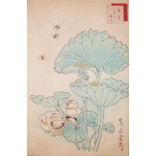 Sugakudo: Chicks, Bees and Tsuwabuki - Ronin Gallery