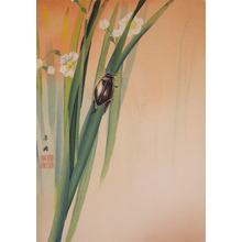 Kako: Narcissus and a Beetle - Ronin Gallery