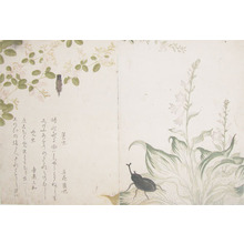 Kitagawa Utamaro: Bag Worm and Horned Scarab Beetle - Ronin Gallery