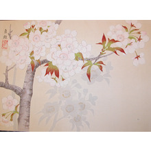 Watanabe: Cherry Blossoms - Ronin Gallery