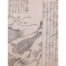 Morikuni: Peacock in the Mountains - Ronin Gallery