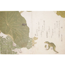 Kitagawa Utamaro: Frog and Gold Beetle - Ronin Gallery