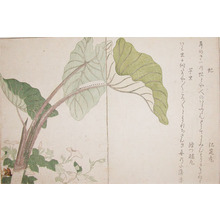 Kitagawa Utamaro: Horsefly and Green Caterpillar - Ronin Gallery