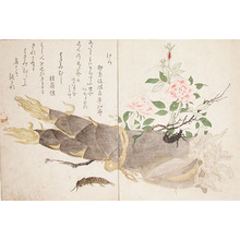 Kitagawa Utamaro: Mole Cricket and Earwig - Ronin Gallery