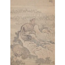 Katsushika Hokusai: Raccoons - Ronin Gallery