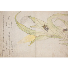 喜多川歌麿: Evening Cicada and Spider - Ronin Gallery
