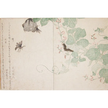 Kitagawa Utamaro: Wasp and Hairy Caterpillar - Ronin Gallery