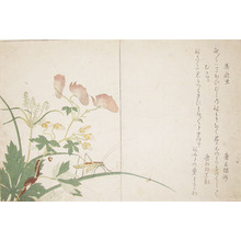 Kitagawa Utamaro: Katydid and Centipede - Ronin Gallery