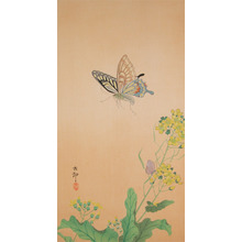 Koson: Butterflies and Nanohana - Ronin Gallery