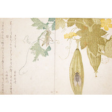 Kitagawa Utamaro: Grasshopper and Cicada - Ronin Gallery