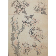 葛飾北斎: Cherry Blossoms - Ronin Gallery
