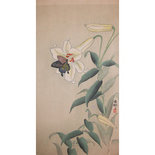 Koson: Butterfly on Large Light Yellow Lilly - Ronin Gallery