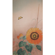 Koson: Small Butterfly and Sunflower - Ronin Gallery