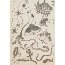 Katsushika Hokusai: Insects - Ronin Gallery