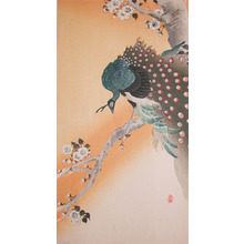 Koson: Green PeaFowl on Flowering Cherry - Ronin Gallery