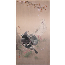 Koson: Pigeons and Cherry Blossoms - Ronin Gallery