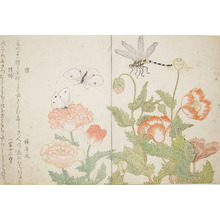 喜多川歌麿: Butterfly and Dragonfly - Ronin Gallery