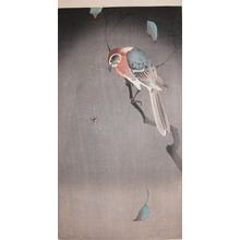 Koson: Bull-headed Shrike and Spider - Ronin Gallery