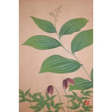 Unknown: Giant Leaf Bamboo and Clematis Ochotensis - Ronin Gallery