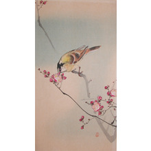 Koson: Small Bird and Blossoms - Ronin Gallery
