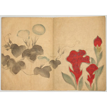 Japanese Print by Nakamura Hochu, 中村芳中 (Nakamura HOCHU)