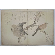 Kitagawa Utamaro, 喜多川歌麿 (Kitagawa UTAMARO)による無題の浮世絵