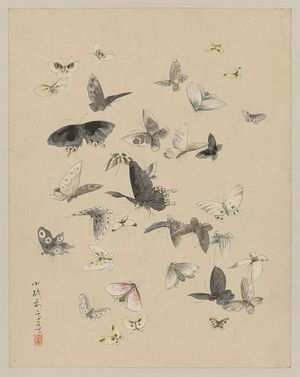 Unknown: [Butterflies and moths] - Library of Congress