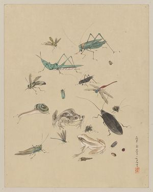 無款: [Frogs, snails, and insects, including grasshoppers, beetles, wasps, and dragonflies] - アメリカ議会図書館