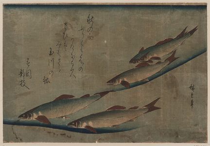 Utagawa Hiroshige: River trout (Ayu). - Library of Congress