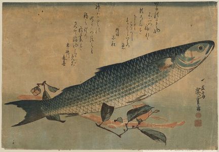 歌川広重: Striped mullet (Bora). - アメリカ議会図書館