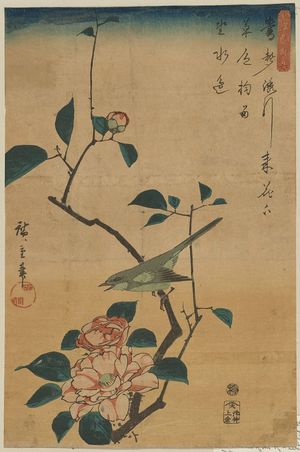 Utagawa Hiroshige: Camellia and Bush Warbler. - Library of Congress