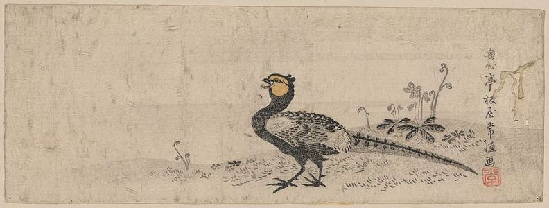 Unknown: Pheasant. - Library of Congress