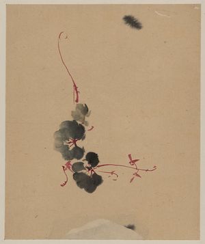 Unknown: [Vine with blossoms] - Library of Congress