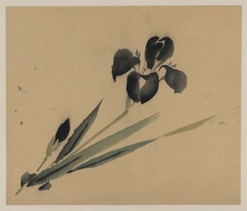 Unknown: [Iris?] - Library of Congress