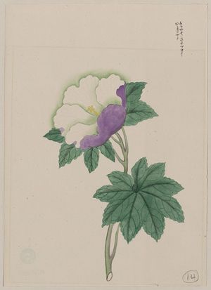 Unknown: [White and purple flower on stem with green leaves] - Library of Congress