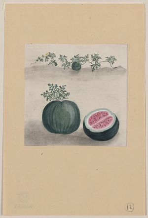 Unknown: [Watermelon with plant growing in the background] - Library of Congress