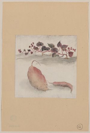 Unknown: [Sweet potato or yam with plant growing in the background] - Library of Congress