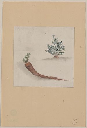 Unknown: [Parsnips or carrots with plant growing in the background] - Library of Congress