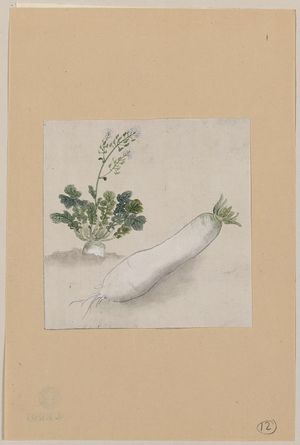 無款: [Daikon radish with plant growing in the background] - アメリカ議会図書館