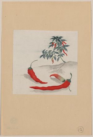 Unknown: [Red peppers with plant growing in the background] - Library of Congress