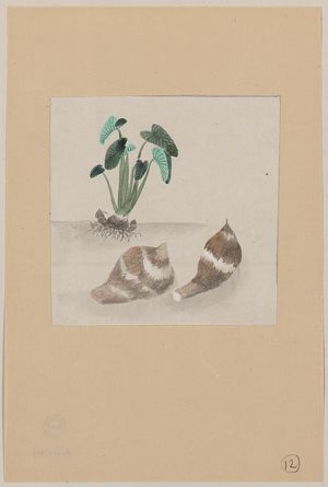 Unknown: [Satoimo taro potato with plant growing in the background] - Library of Congress