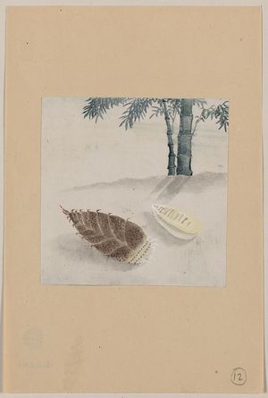 Unknown: [Bamboo shoot with plant growing in the background] - Library of Congress