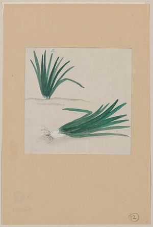 Unknown: [Scallions with plant growing in the background] - Library of Congress