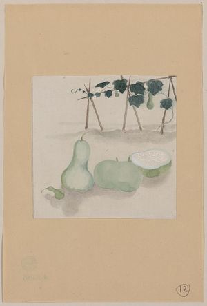 Unknown: [Pale green squash with white flesh and many seeds, with plant vines growing in the background] - Library of Congress