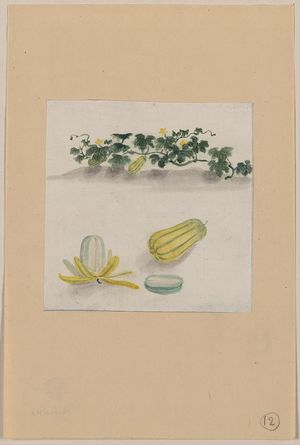 Unknown: [Delicata squash with plant vines growing in the background] - Library of Congress