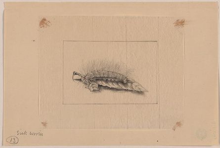 Unknown: Silk worm - Library of Congress