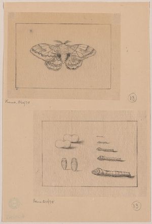 Unknown: [Two views (top): silkworm moth; (bottom): larval stages of the silkworm] - Library of Congress